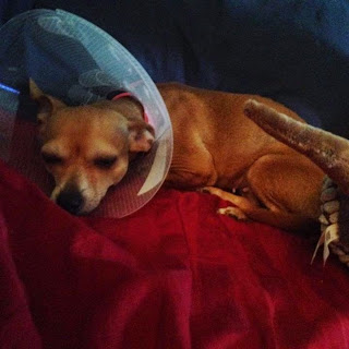 Virginia Beach Pet Care