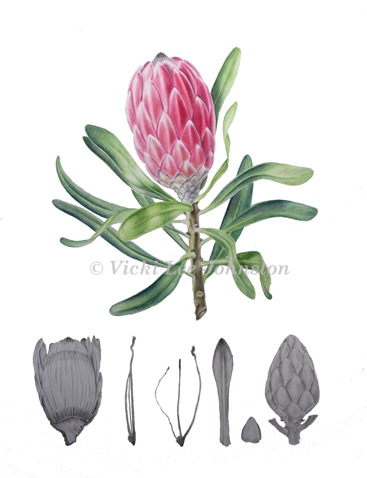 Vicki Lee Johnston Botanical Art Botanical Illustration.