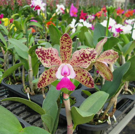 Cattleya Green Emerald "Queen" Orchid Flowers Smell Like Bubble Gum