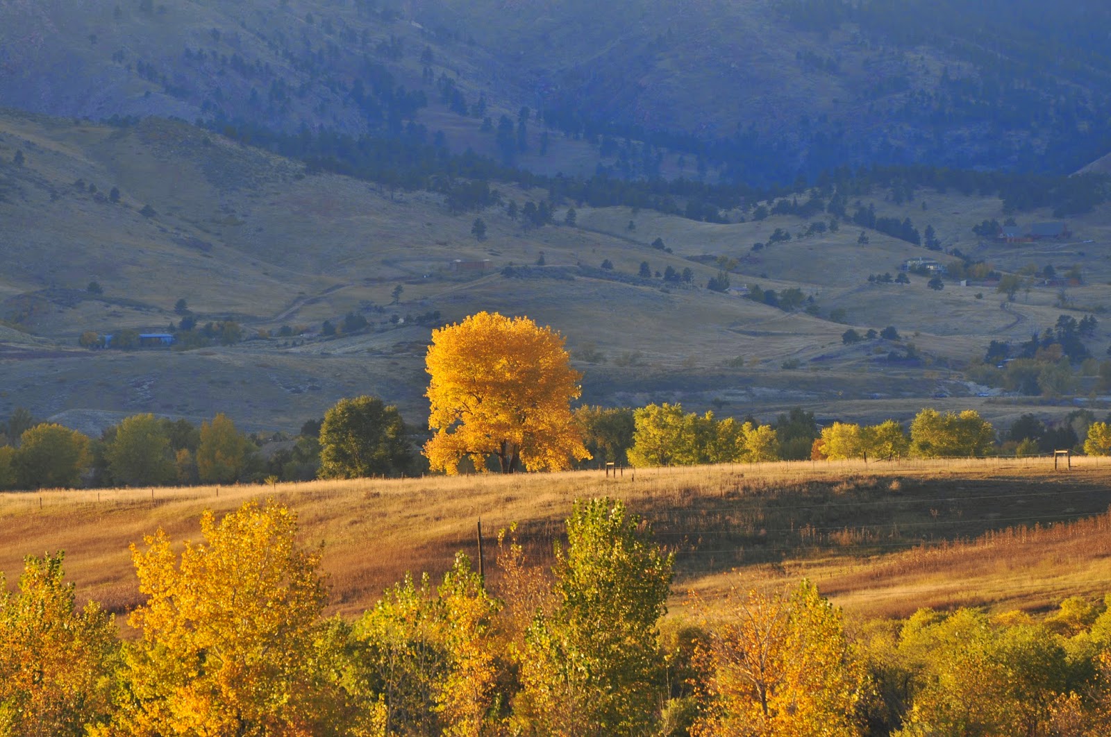 Front Range Colorado Naturalist Plains Cottonwood