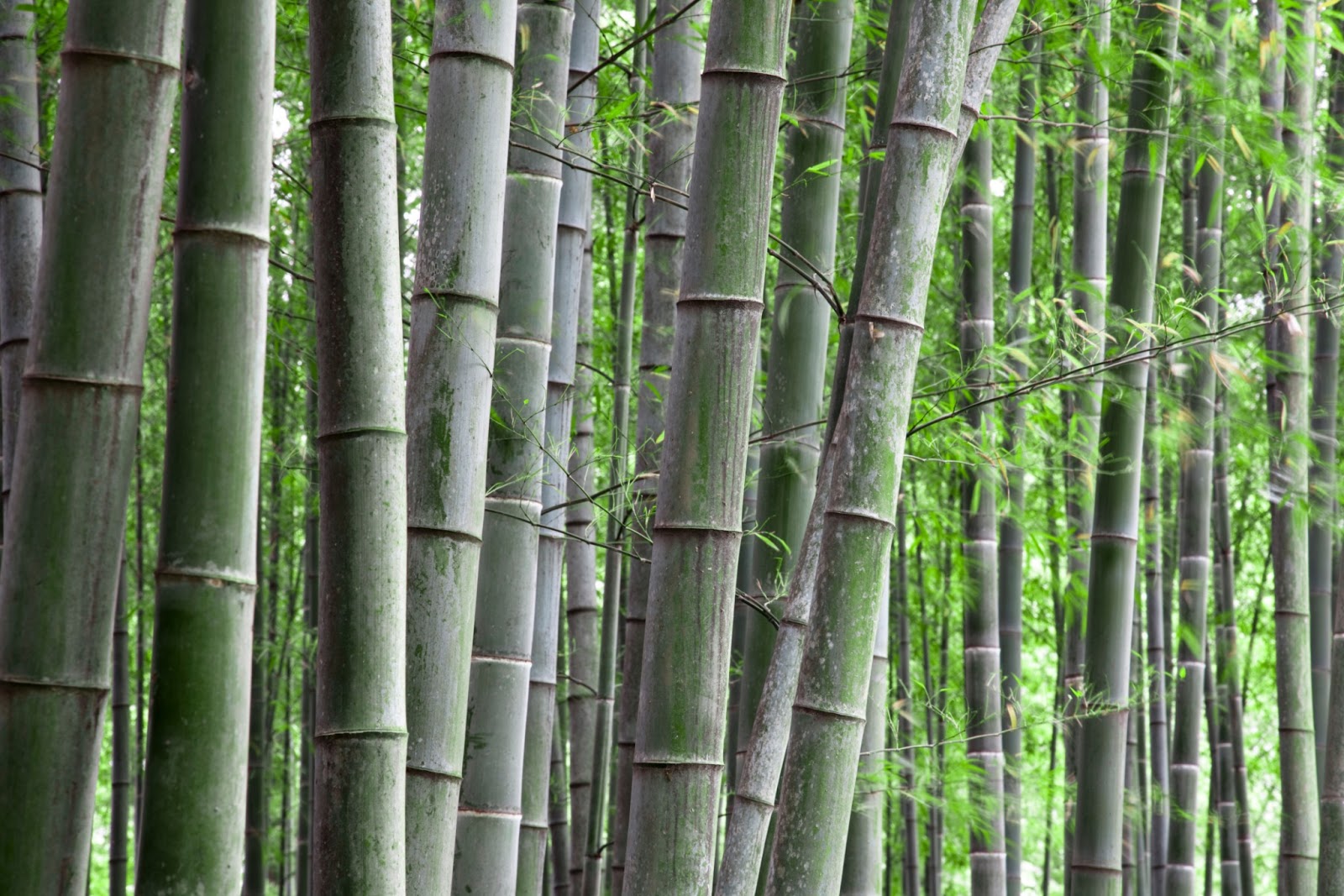 VCS Timber Flooring Blog Bamboo Flooring Perth WA