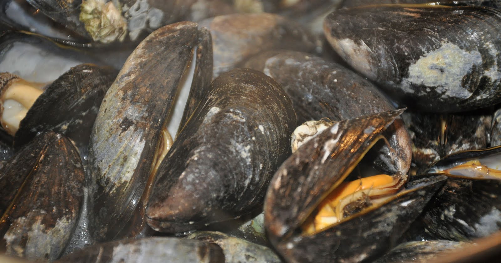 Fire and Food Grilled Mussels with Garlic Butter and Parmesan