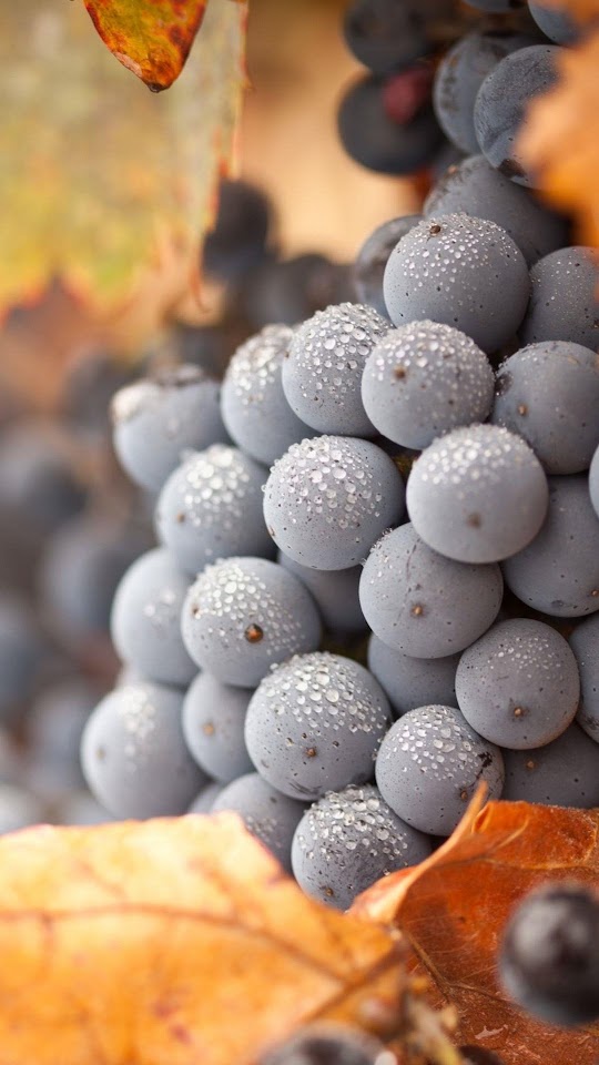 Fresh Autumn Grapes  Android Best Wallpaper