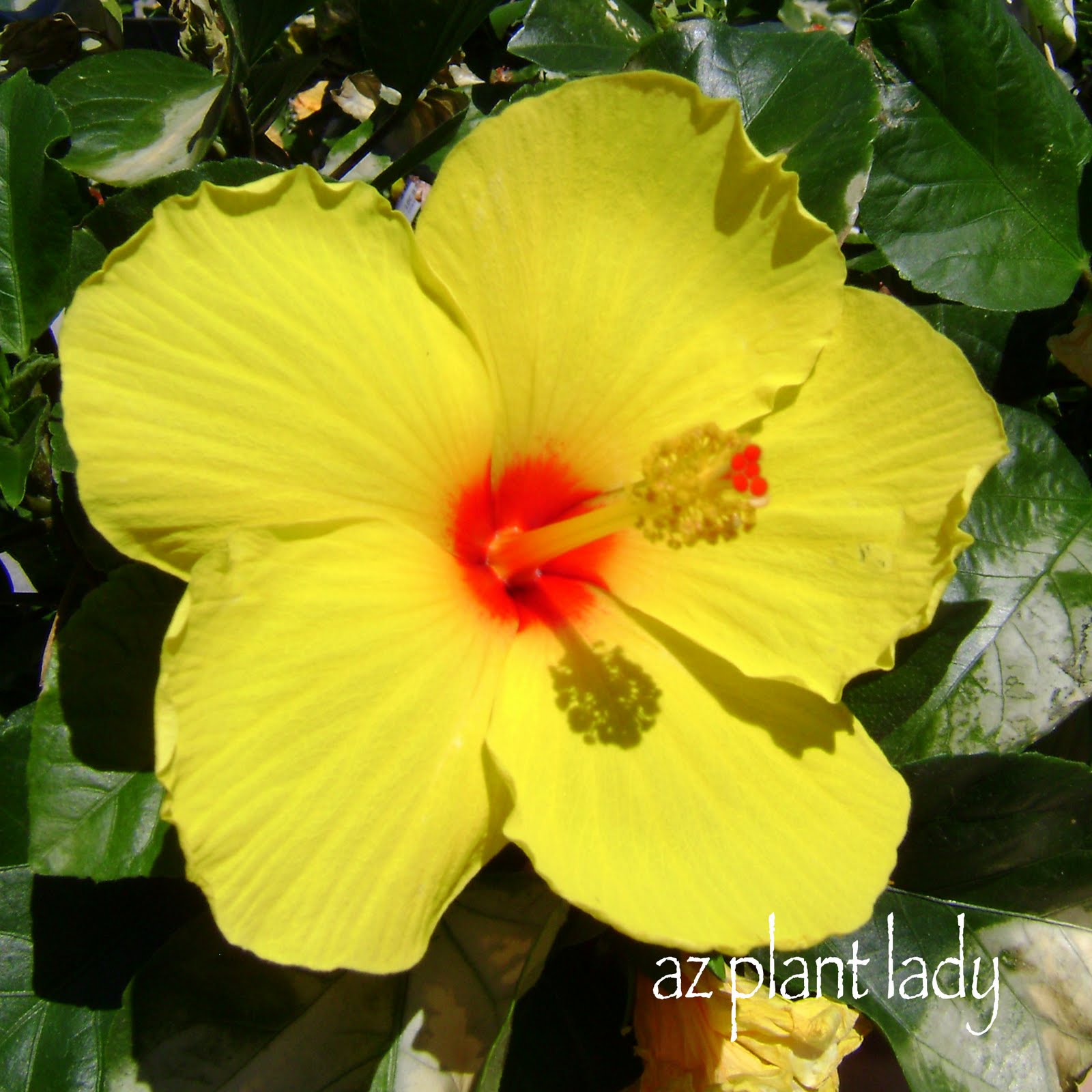 Hibiscus Leaves