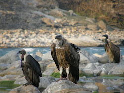 Gyps Vultures