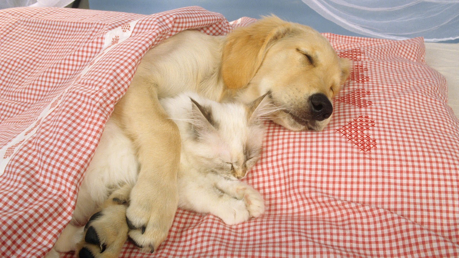 Dog Bed House Of Paws Dog Bed House Of Paws
