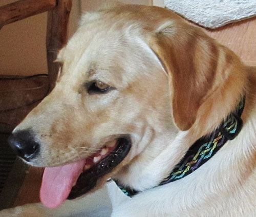 Talking Dogs at For Love of a Dog Wordless Wednesday Joy in a Wooly Coat