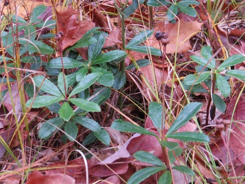pipsissewa