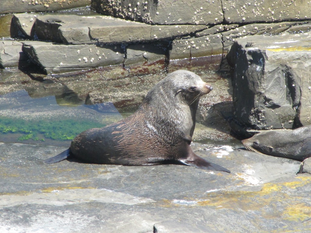 Brisbane Adventures Kangaroo Island Furseals and Sealions