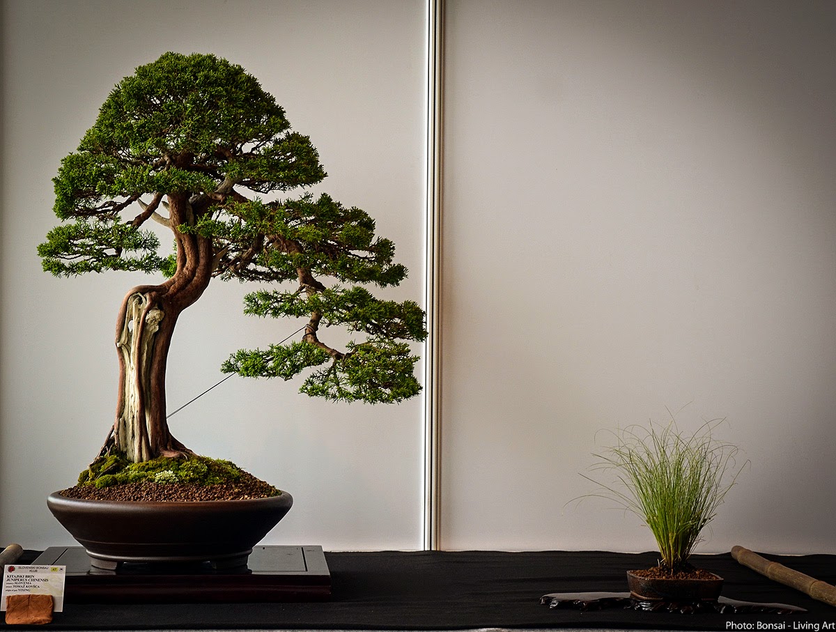 Bonsai Living Art Photos from the VI. International bonsai