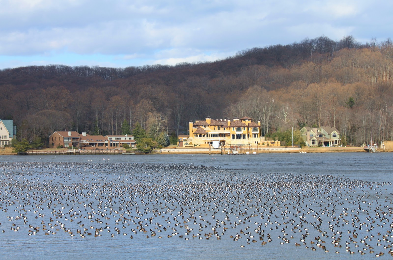 Nature on the Edge of New York City What Were Those Birds In the