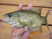 Rock Bass, fish number 18! We chose to catch these off the docks in center .