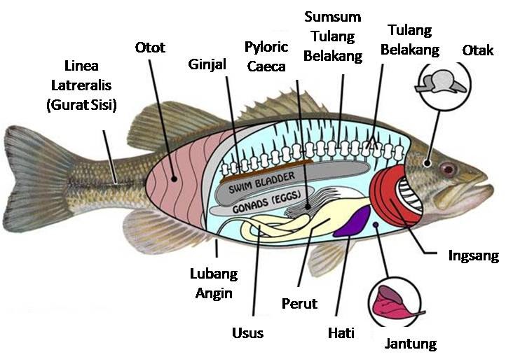 Dunia Ternak: Hewan Vertebrata