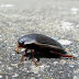 Beetle