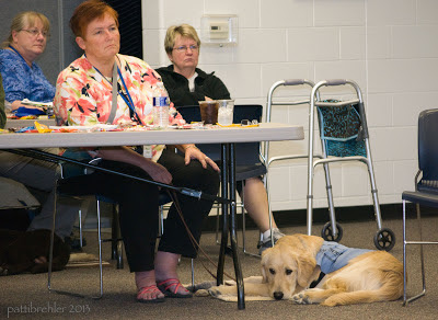 Now the golden retriever is lying down facing the camera, with his nose to the floor. In this picture you can see two other women sitting behind Dutch's handler.