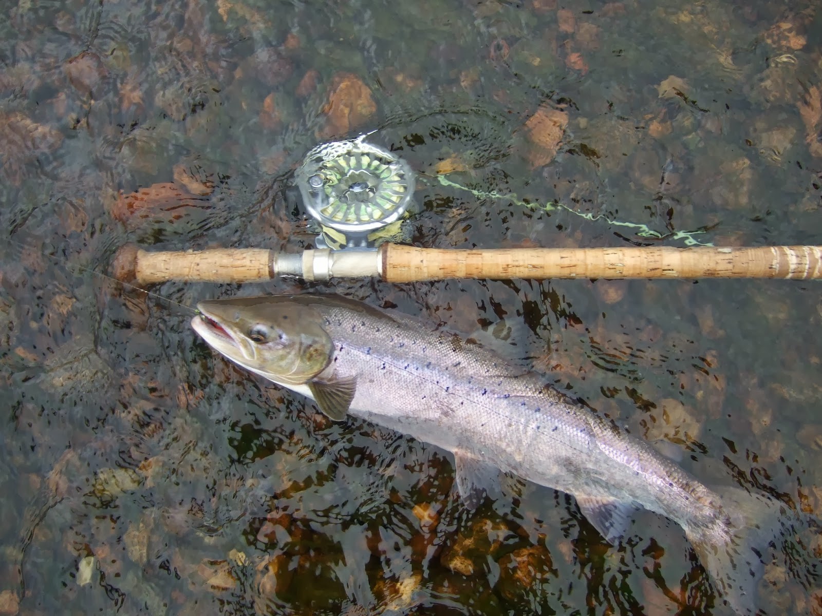 Dee & Don Salmon Fishing 3 Grilse From The Dee Today