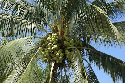 a palm tree heavy with green coconuts