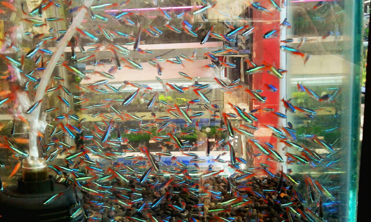 Jual Ikan Hias Ikan Neon Tetra