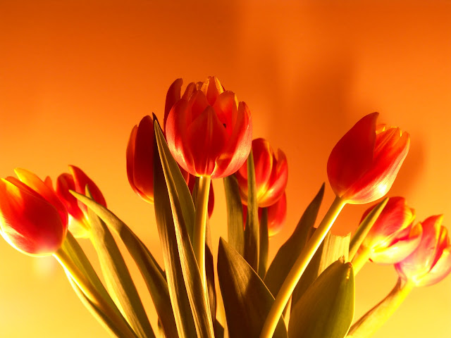 Red Tulips flower wallpaper