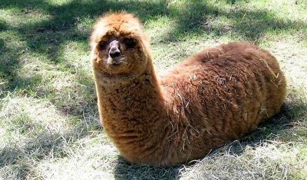 Worm Llama