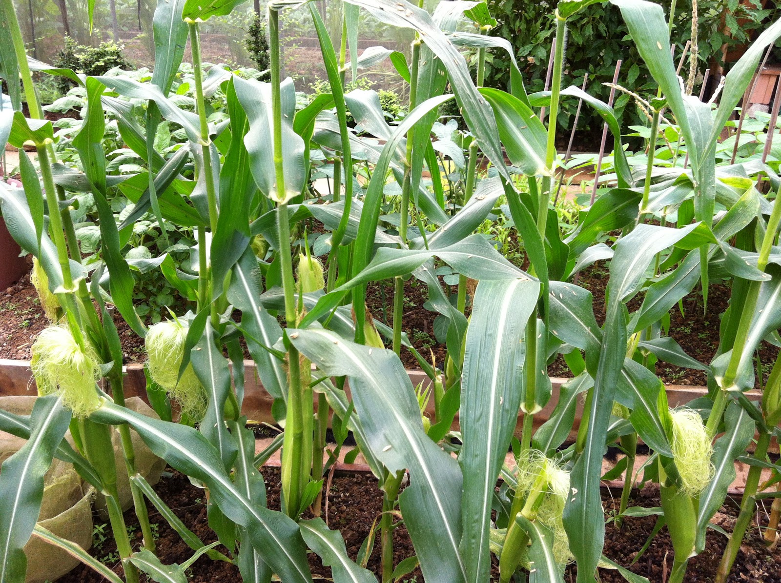 Urban Farming for Food Vegetable Grains Sweet Corn