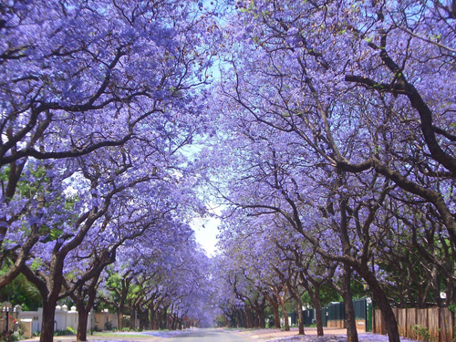 [Image: nam-phi-mua-phuong-tim-jacaranda-4.JPG]