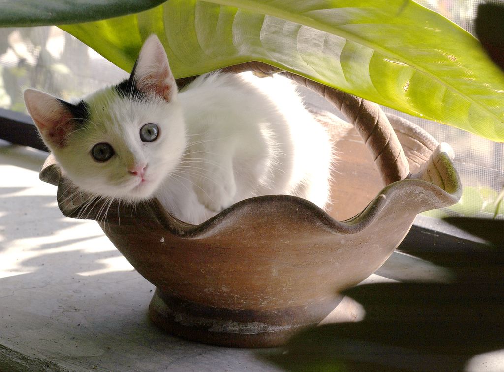 30 Cutest Photos of Cats in Baskets Best Photography, Art, Landscapes
