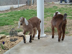 Future dairy goats