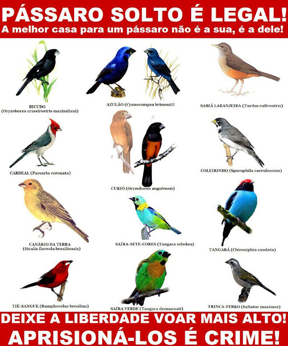 Pássaro solto é legal. Aprisioná-los é crime!