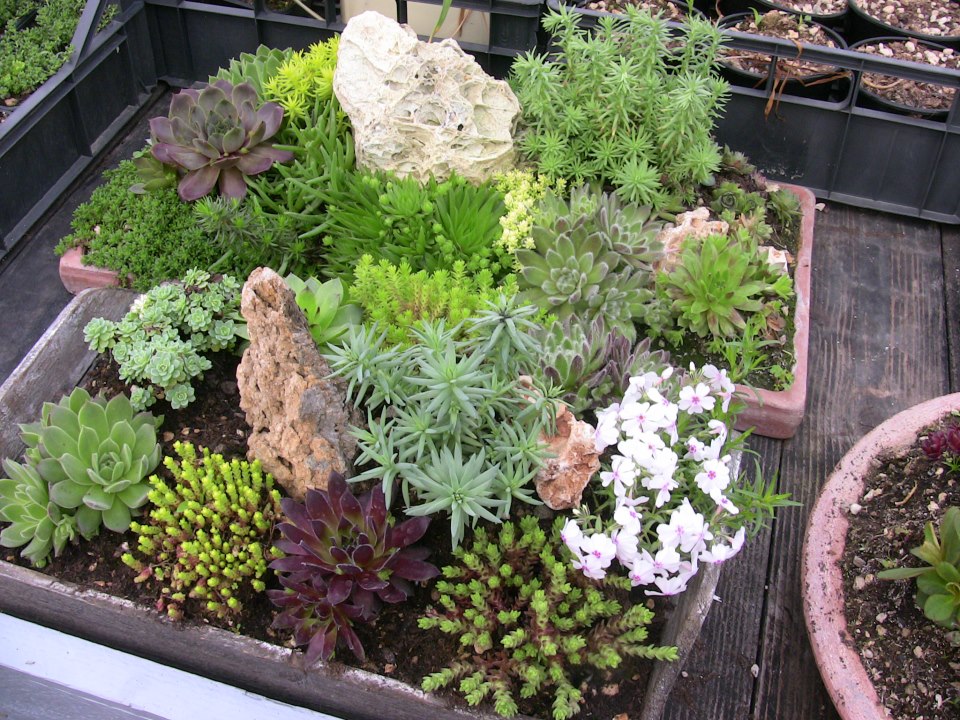Claudio dei sedum Piante perenni per giardino roccioso