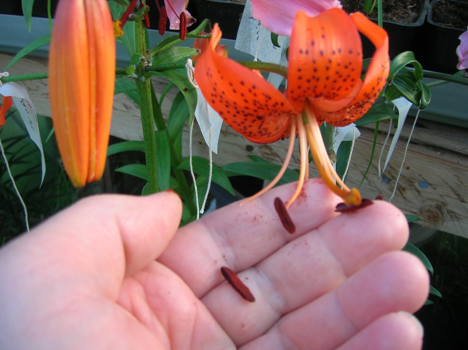 Hermansens lily growing How to pollinate a lily