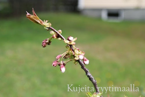 Kirsikkapuu