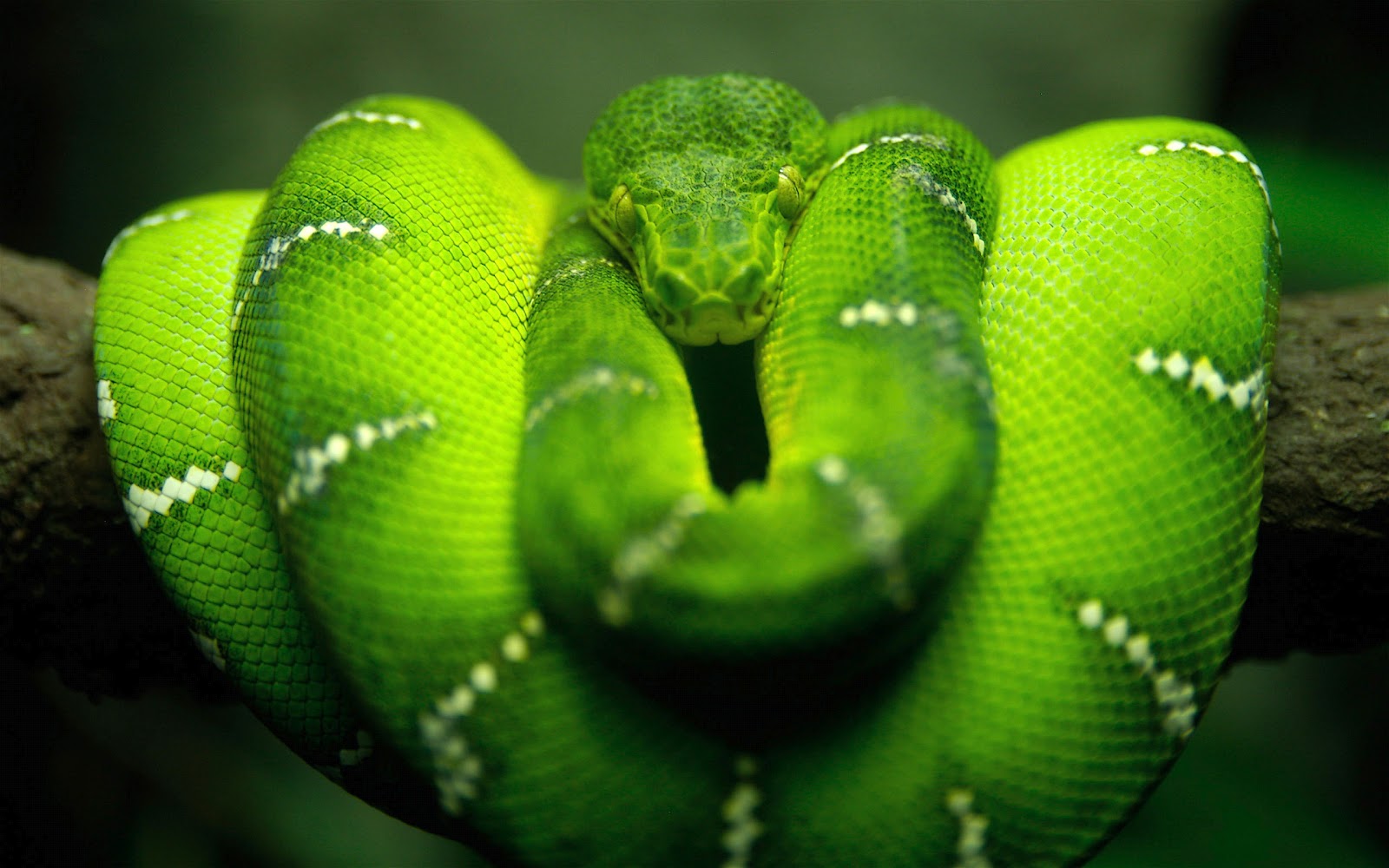 http://4.bp.blogspot.com/-6DTEA4Y4ej0/UGMtfyaMwuI/AAAAAAAAA1w/7Kw1xqufy3Q/s1600/5355_animals_hd_wallpapers_snake_green.jpg