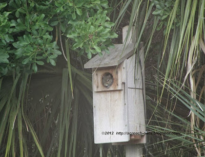 Squirrel in Owl Nest Box