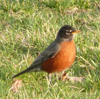 American robin Turdus migratorius
