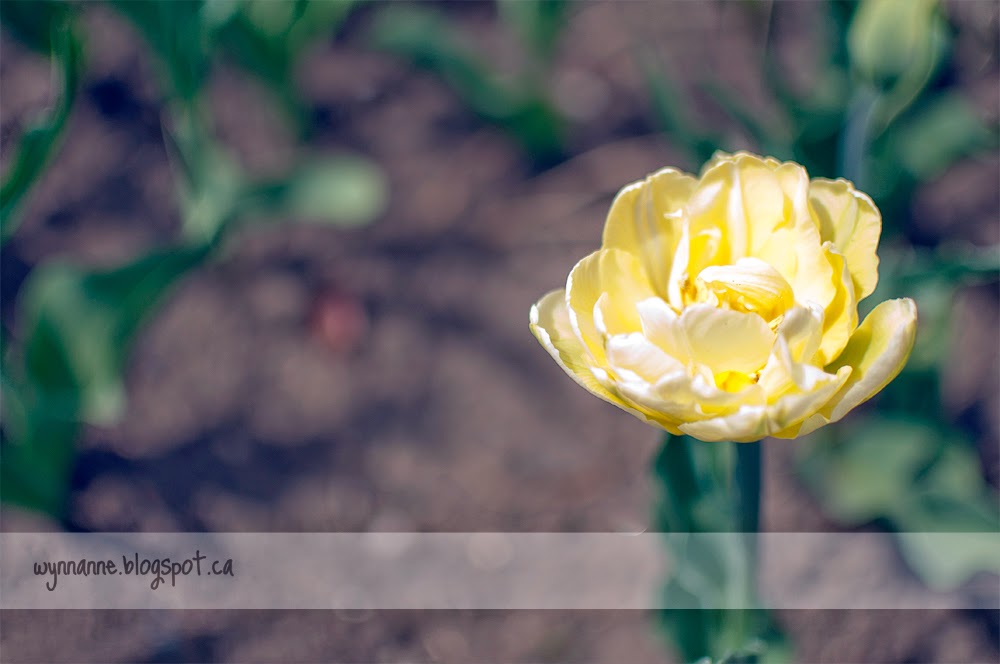 Spring in Ottawa | Wynn Anne's Meanderings Spring in Ottawa | Wynn Anne's Meanderings