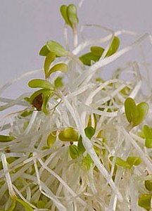 Bean Sprouts Growth Charts