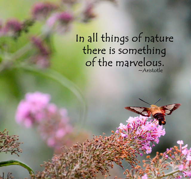 Hummingbird Quotes And Sayings. QuotesGram