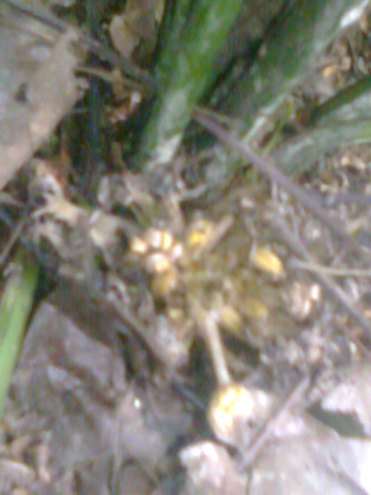 Pokok Lemba
