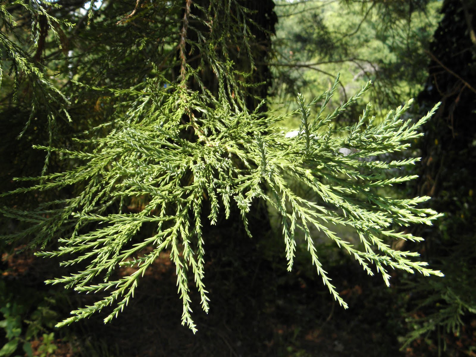 Bildergebnis für sequoiadendron giganteum blatt