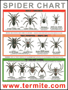 arizona families free spider identification chart spider identification chart australia