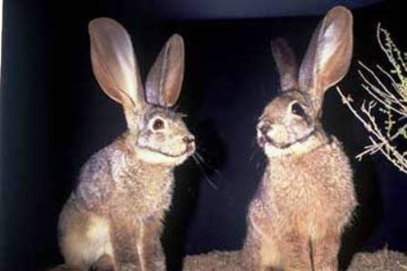 Animales Animales