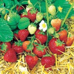 Growing Strawberries