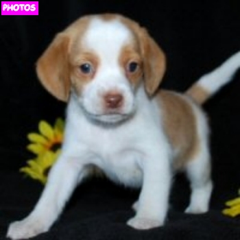 lemon beagle puppies lemon beagle puppy www pixshark images galleries with a bite lemon beagle puppies lemon beagle puppy www pixshark images galleries with a bite