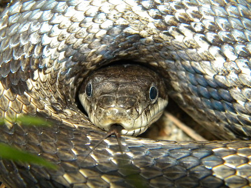 rat snakes phot...