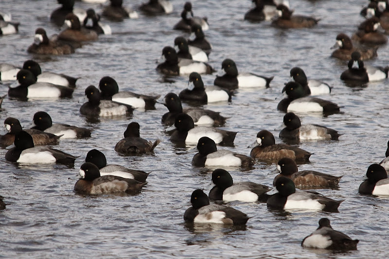 Greater Scaup resting