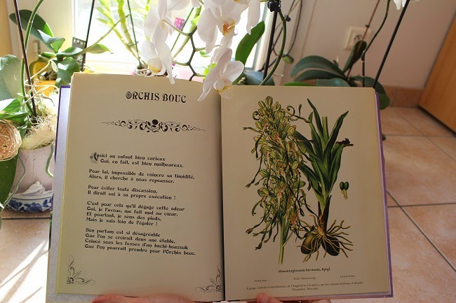 Rêves d'orchidées - Cédric Janvier & Cathy Delanssay