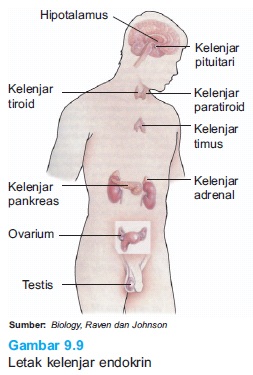 Tabel Macam Kelenjar Endokrin Dan Letaknya Dalam Tubuh Tabel Macam Kelenjar Endokrin Dan Letaknya Dalam Tubuh