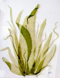 cuadro hecho con algas por la Tía Alicia en Puerto Pirámides