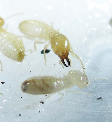 A worker and soldier of Coptotermes curvignathus termite